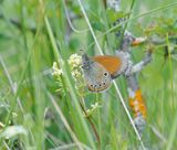 Roodstreephooibeestje / Chestnut Heath