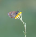 Roodstreephooibeestje / Chestnut Heath
