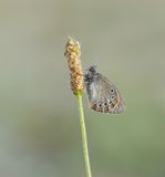 Roodstreephooibeestje / Chestnut Heath