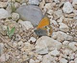 Tweekleurig Hooibeestje / Pearly Heath 