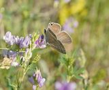 Tijgerblauwtje / Long-tailed Blue