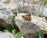 Kalkgraslanddikkopje / Red Underwing Skipper