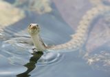 Dobbelsteenslang / Dice Snake