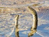 Dobbelsteenslang / Dice Snake