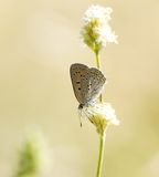 Balkan vuurvlinder / Balkan copper