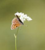 Balkan vuurvlinder / Balkan copper