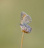 Balkan vuurvlinder / Balkan copper