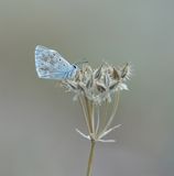 Bleek Blauwtje / Chalk-hill Blue