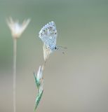 Bleek Blauwtje / Chalk-hill Blue
