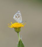 Bleek Blauwtje / Chalk-hill Blue