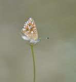Bleek Blauwtje / Chalk-hill Blue