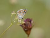 Bruin Blauwtje / Brown Argus