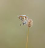 Bruin Blauwtje / Brown Argus
