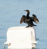 Dwergaalscholver / Pygmy Cormorant