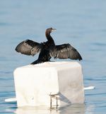 Dwergaalscholver / Pygmy Cormorant
