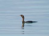 Dwergaalscholver / Pygmy Cormorant