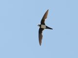 Alpengierzwaluw / Alpine Swift