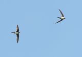 Alpengierzwaluw / Alpine Swift