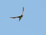 Alpengierzwaluw / Alpine Swift