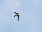 Alpengierzwaluw / Alpine Swift