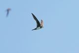 Alpengierzwaluw / Alpine Swift