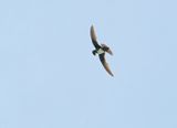 Alpengierzwaluw / Alpine Swift