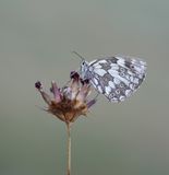 Dambordje / Marbled White