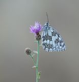 Dambordje / Marbled White