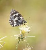 Dambordje / Marbled White