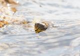 Dobbelsteenslang / Dice Snake