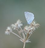 Getand Blauwtje / Meleagers Blue