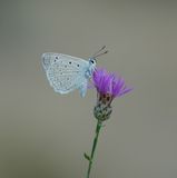 Getand Blauwtje / Meleagers Blue