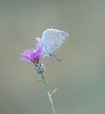Getand Blauwtje / Meleagers Blue