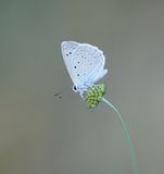 Getand Blauwtje / Meleagers Blue