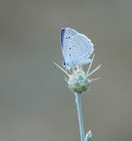Getand Blauwtje / Meleagers Blue