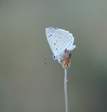 Getand Blauwtje / Meleagers Blue