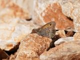 Grauw Zandoogje / Dusky Meadow Brown