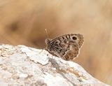 Grauwe Heremiet / Grey Asian Grayling