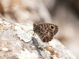 Grauwe Heremiet / Grey Asian Grayling