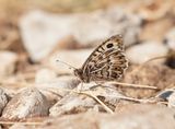 Grauwe Heremiet / Grey Asian Grayling