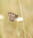 Grauwe Heremiet / Grey Asian Grayling