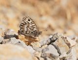 Grauwe Heremiet / Grey Asian Grayling