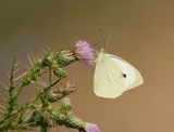 Groot Koolwitje / Large White
