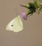 Groot Koolwitje / Large White