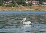 Kroeskoppelikaan / Dalmatian Pelican