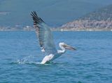 Kroeskoppelikaan / Dalmatian Pelican