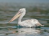 Kroeskoppelikaan / Dalmatian Pelican