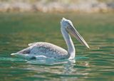 Kroeskoppelikaan / Dalmatian Pelican