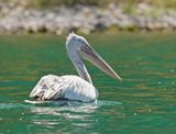 Kroeskoppelikaan / Dalmatian Pelican