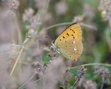 Morgenrood / Scarce copper